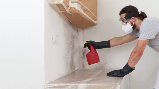 Professional Basement Mold Remediation technician working in Inwood, FL