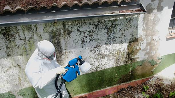 Top rated local Basement Mold Remediation specialists in Inwood, FL
